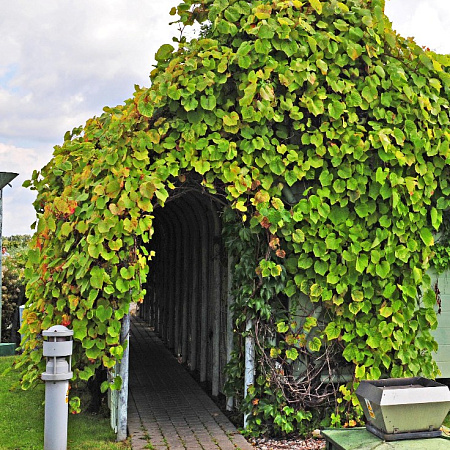 Фото Виноград Амурский
