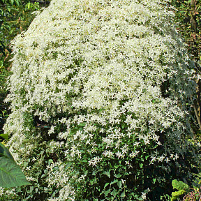 Клематис Маньчжурский