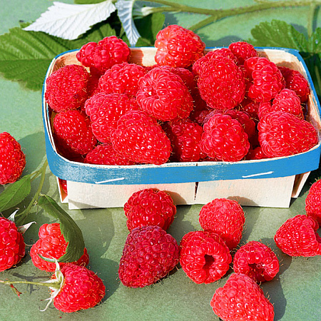 Фото Малина Алтайская вкусная