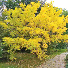 Бархат Амурский