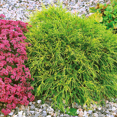 Фото Кипарисовик горохоплодный Филифера нана