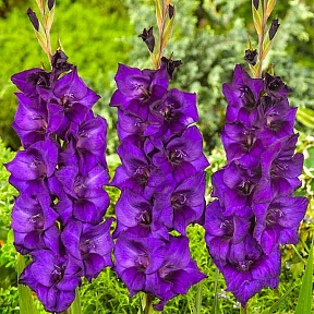 Гладиолус Момбаса