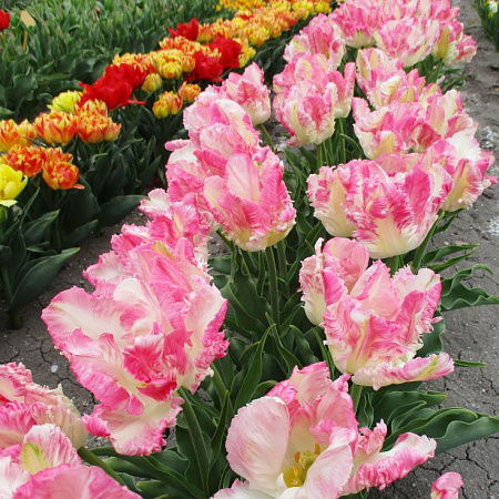 Фото Тюльпан попугайный Кабанна