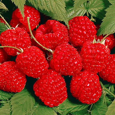 Фото Малина Барнаульская