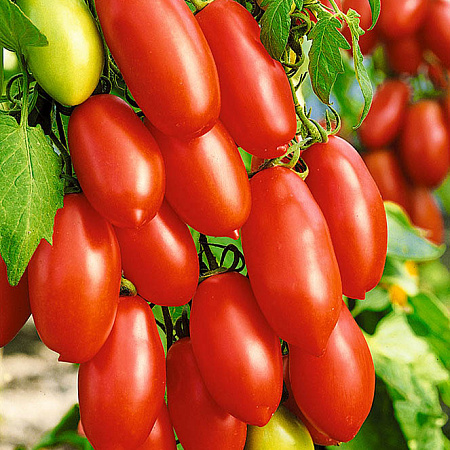 Фото Помидор Эрколь F1 15шт