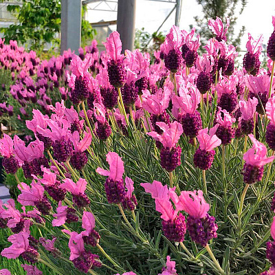 Лаванда Бандера Дип роуз