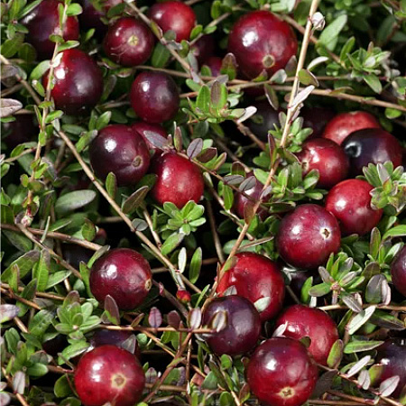 Фото Клюква Ред Стар