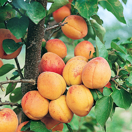 Фото Абрикос Первинка