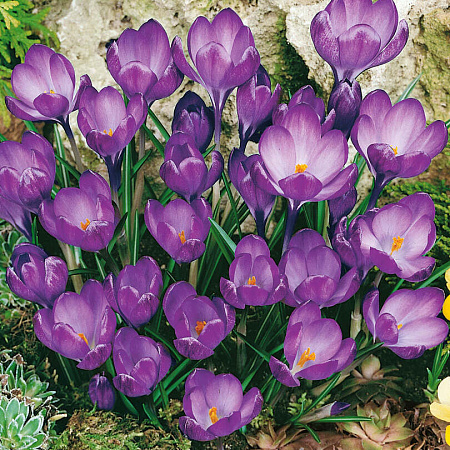 Фото Крокус Руби джаинт