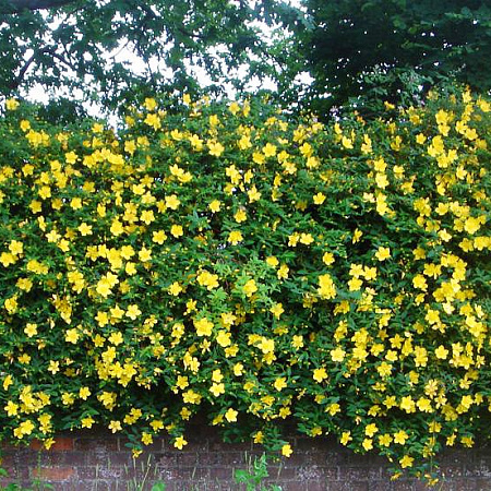 Фото Зверобой Хидкоут