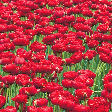 Фото Тюльпан Миранда