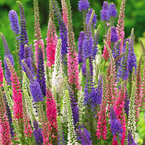 Вероника колосистая Интурист набор