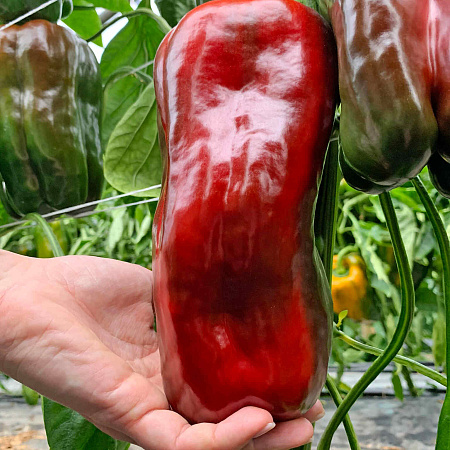 Фото Перец сладкий Трионфо F1