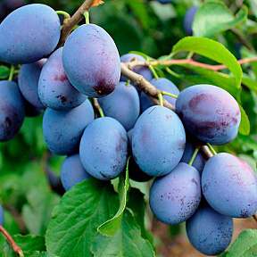 Слива Венгерка Белорусская