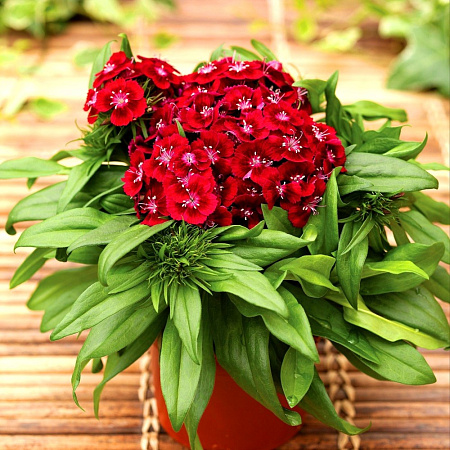 Фото Гвоздика турецкая Барбарини Красная