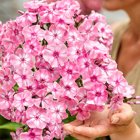 Фото Флокс Геркулес