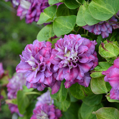 Фото Клематис Королева Бона