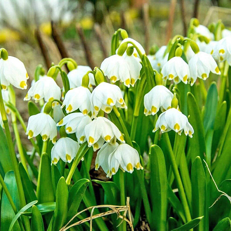 Фото Белоцветник летний
