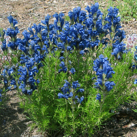 Фото Змееголовник Харкевича