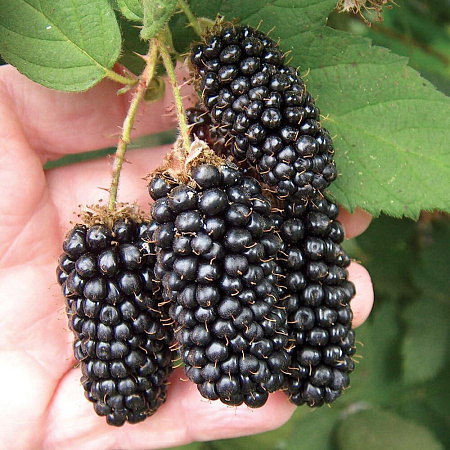 Фото Ежевика Бедфорд Джаинт