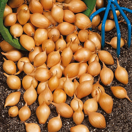 Фото Лук севок Центурион