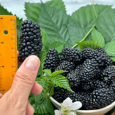 Фото Ежевика Ягна