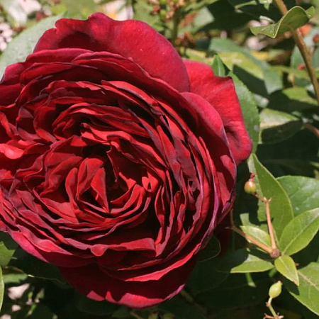 Фото Роза шрабовая Графиня Астрид фон Харденберг