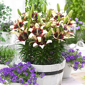 Лилия азиатская горшечная Куритиба