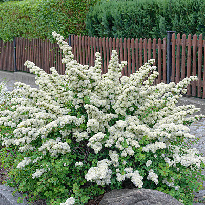 Спирея ниппонская Сномаунд