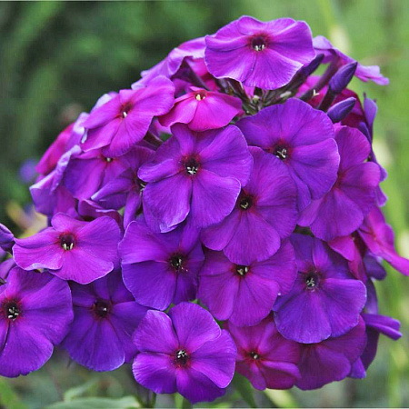 Фото Флокс метельчатый Перпл парадайз