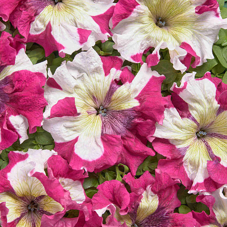 Фото Петуния Превосходнейшая Медная пятнистая