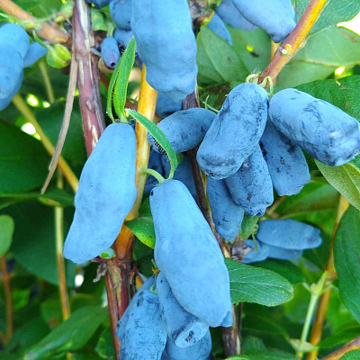 Жимолость Мамонтёнок