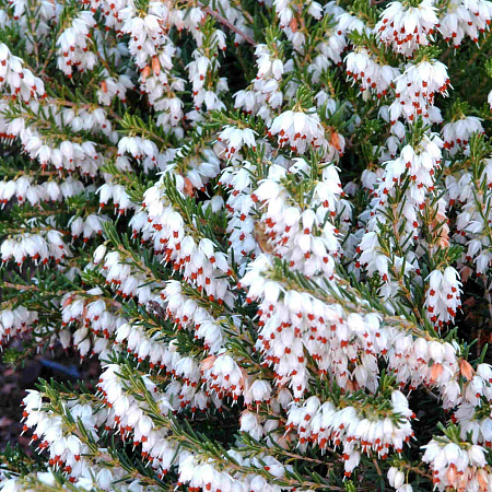 Фото Эрика травянистая Спрингвуд Уайт