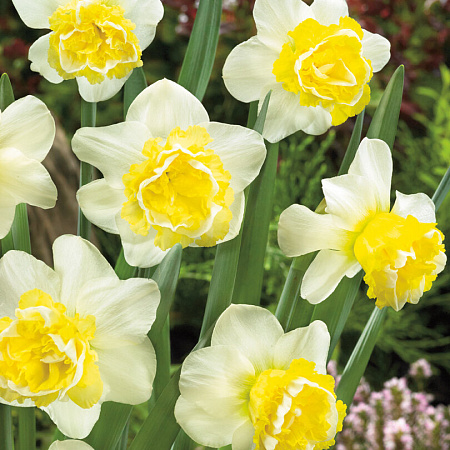 Фото Нарцисс Махровая волна