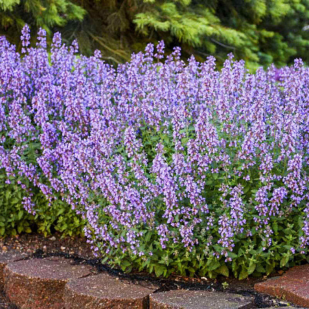 Фото Котовник фассена Кэтс мяу