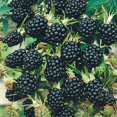 Фото Ежевика Орегон