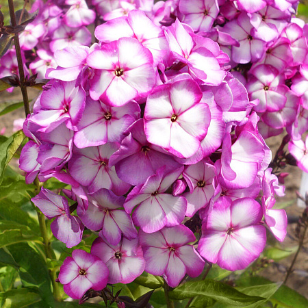 Фото Флокс Свит Саммэр Фэнтези