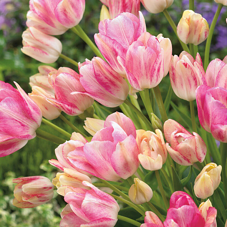 Фото Тюльпан Дрим клаб