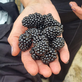 Ежевика Гай