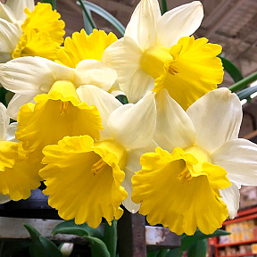 Нарцисс Гоблет