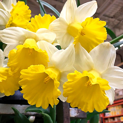 Нарцисс Гоблет