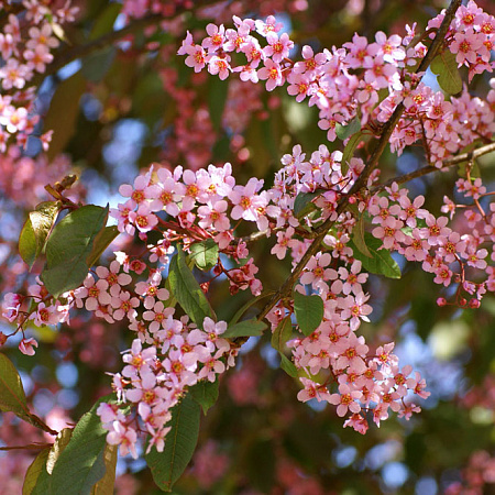 Фото Черемуха обыкновенная Колората