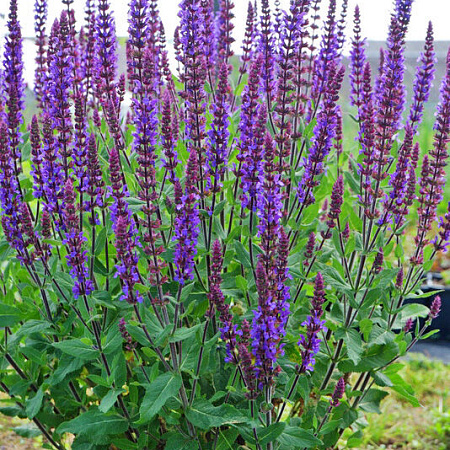 Фото Шалфей дубравный Карадонна Компакт