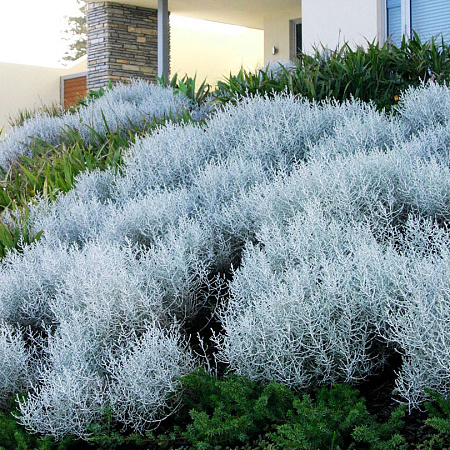 Фото Калоцефалус Брауна Серебряная подушка