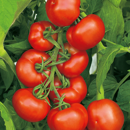 Фото Помидор Синьора F1