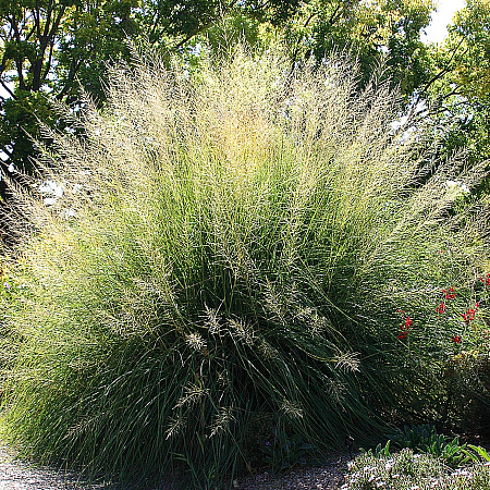 Фото Споробол