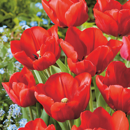 Фото Тюльпан Рубиновый красные