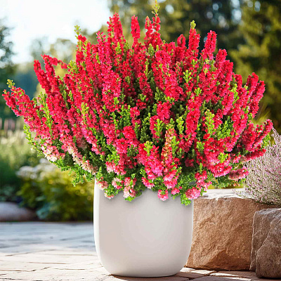 Вереск обыкновенный Дарк Бьюти