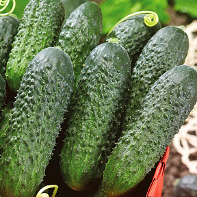 Огурец Директор F1