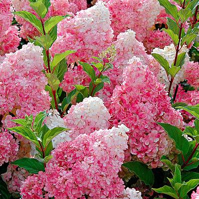 Фото Гортензия метельчатая Ванила фрайз